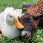 A Rescue Goat And A Duck That Has Trouble Walking Become The Unlikeliest Of Friends