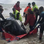 Almost 400 Whales Die In Historic Mass Stranding Disaster Off Australian Coast