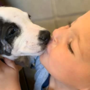 Boy With Cleft Lip Adopts Puppy With The Same Birth Defect