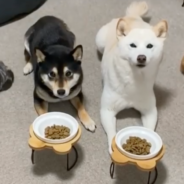 Cat Raised By Shiba Inu Siblings Thinks He’s A Dog