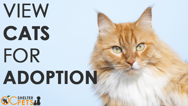Cats for Adoption Near California, CA