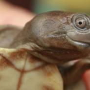 Conservationists Help ‘Smiling’ Turtles Once Thought To Be Extinct Make A Comeback