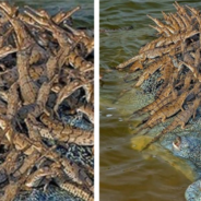 Critically Endangered Crocodile Photographed With Dozens Of Babies On His Back