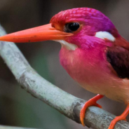 Extremely Rare Bird Photographed For The First Time In 130 Years