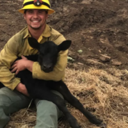 Firefighters Rescue Tiny Calf From The California Wildfires