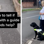 How To Tell If A Blind Person With A Guide Dog Needs Your Help