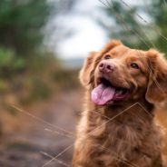 Maddie’s Weekly Roundup: Dr. Michael Blackwell receives the 2020 Avanzino Leadership Award, using technology to reunite lost pets with their families and more!