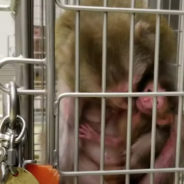 Monkeys At Wisconsin Facility Ripped From Their Mothers, Tortured And Discarded Like Trash