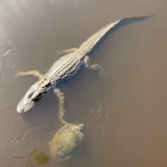 Only In Florida: A Turtle And An Alligator High Five Each Other