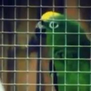 Parrot Becomes An Internet Sensation For Singing Beyonce Songs