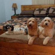 People Are Getting Custom Beds With A Built-In Pup Porch