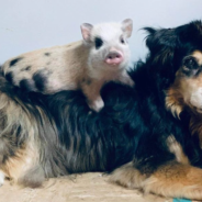 Rescued Baby Piglet Befriends Dog And Sleeps On His Back Every Night