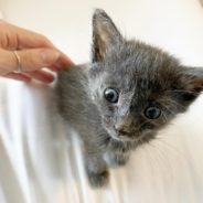 Rescued Kitten Clings Tightly To Woman Who Saved Her Life