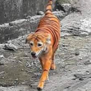 Stray Dog That Was Painted Like A Tiger And Released Onto The Streets Sparks Outrage