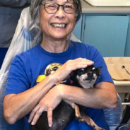 Toothless Chihuahua Helps Nervous Patients Relax While Getting Their Teeth Cleaned