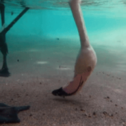 Underwater Footage Shows The Weird Feeding Habits Of Flamingos