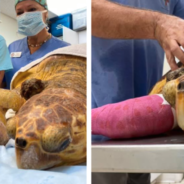 Vets Remove Gigantic 14 Pound Tumor From Sea Turtle’s Flipper