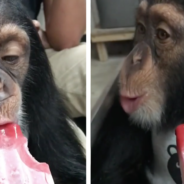 Video Of A Chimpanzee Trying A Popsicle For The First Time Goes Viral