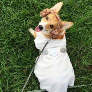 15 Adorable Corgis All Dressed Up For Halloween