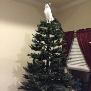 15 Cats That Are Overly Excited For The Holidays