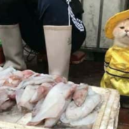 A Fish Vendor Cat Named ‘Dog’ Dresses Up In Adorable Costumes