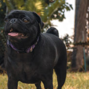 A Pet Pug Helped Two Sisters Realize They Both Had Breast Cancer