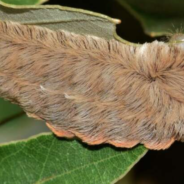 As If 2020 Wasn’t Enough: Venomous Puss Caterpillars Have Invaded Virginia