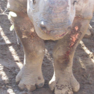 Baby Rhino Shot By Poachers Is Nursed Back To Health