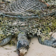 Beach Clean-Up Finds Dead Sea Turtles Covered In Plastic And Old Fishing Gear