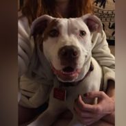 Beloved Family Dog Is Back Home Safe After Heartbreaking Separation From Her Family