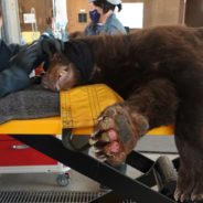 Black Bear Unable To Stand Due To Severe Burns To His Paws From Wildfire Makes Full Recovery