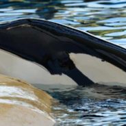 Captivity Causes Brain Damage in Large Mammals, Research Shows