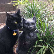 Cat Finds A Statue That Looks Just like Him And It’s Love At First Sight