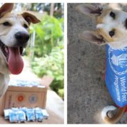 Charity Rescue Dog Has Cutest Response When His Humans Win Nobel Peace Prize