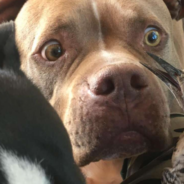 Concerned Dog Watches On As Mom Tends To Injured Bird