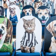 Cutouts Of 200 Adoptable Dogs and Cats Filled The Stands At Recent NFL Game In Search Of Forever Homes