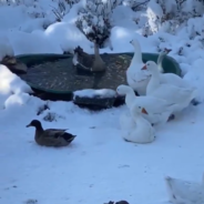 Dad Builds A Hot Tub In His Backyard So The Birds Can Stay Warm During Winter