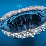 Diver Catches Award Winning Shot After Hearing ‘Whale Shark, Right Behind You!’