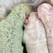 Dog Gives Birth To A Rare Green Puppy Named Pistachio