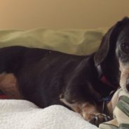 Dog With Flair For Finding Loose Change Donates His Savings To Local Shelter