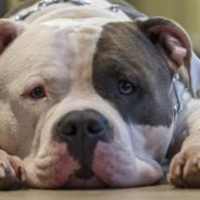 Dogs Are Adopted Faster When Shelters Forgo Breed On Profile, Study Reveals