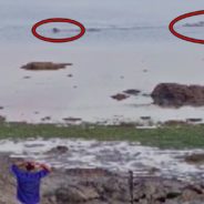 Enormous Crocodile Chases Dog Swimming In Ocean As Owner Desperately Calls To It