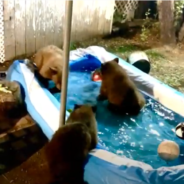 Family Gets Woken Up By A Family Of Bears Throwing A Pool Party In Their Back Yard