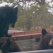 Family Of Bears Caught Having A Blast Playing In A Pool