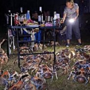 Family Shocked When Giant Robber Crabs Invade Their BBQ