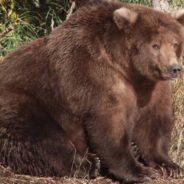 Fat Bear Week Is Underway In Katmai National Park & Preserve With Your Vote Deciding The Winner