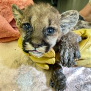 Firefighters Rescue Orphaned Mountain Lion Cub From California Wildfires