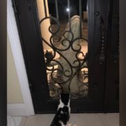 Florida Cat Goes Viral After Bravely Staring Down Alligator Who Shows Up At Front Door