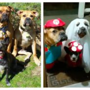 Four Rescue Dogs Spread Joy In Their Various Halloween Costumes