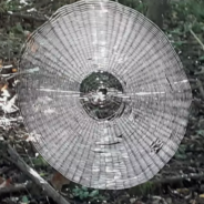 Giant Spider Web Discovered In Missouri Looks Big Enough To Trap Humans